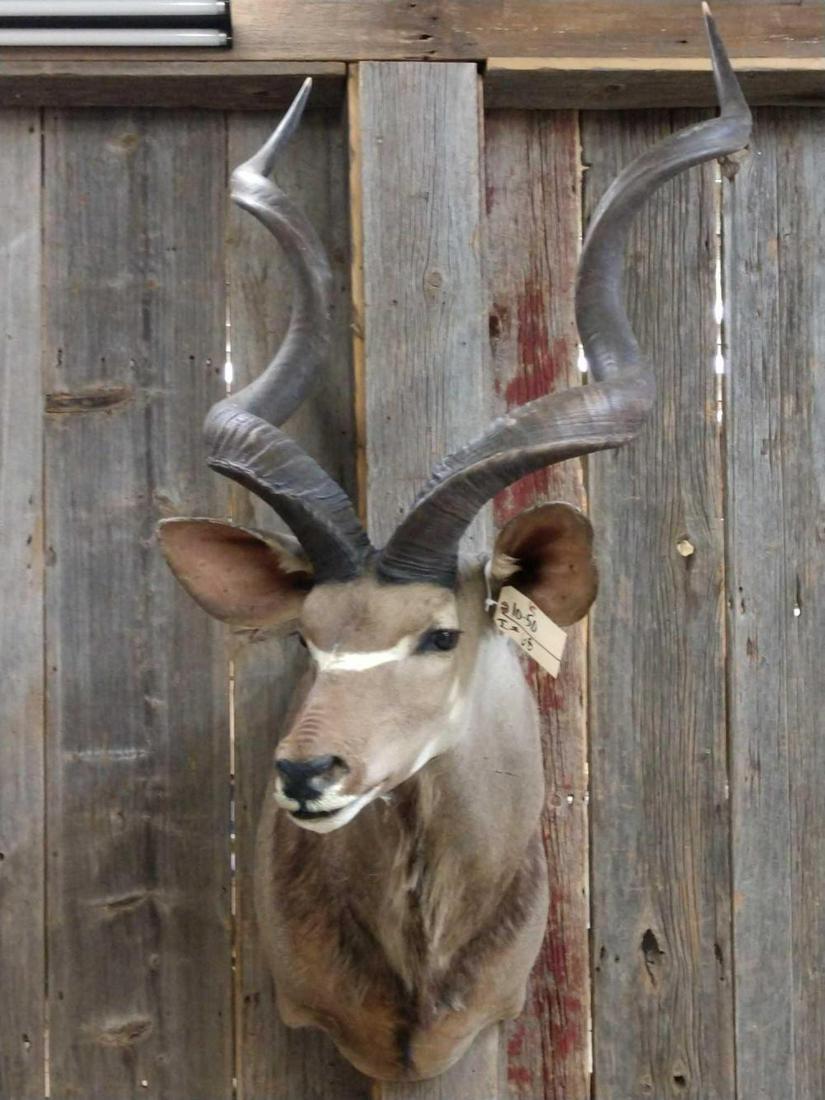 African Kudu Shoulder Mount: African Kudu Shoulder Mount 10.50 Solid mount big horns Taxidermy
