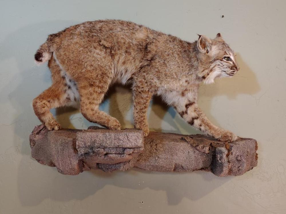 Sneaking Bobcat Full Body Mount Jun 06, 2020 Circle M Auctions in IA
