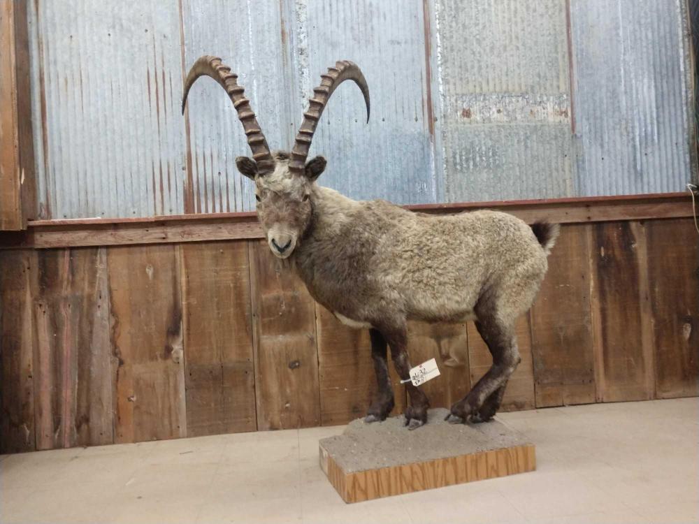 Full Body Mount Ibex: Full Body Mount Ibex 6.32 Nice mount with small base so it can go about anywhere . Excellent knotted horns fairly symmetrical horns about 32 1/2" . Great hair overall about 55" tall Taxidermy