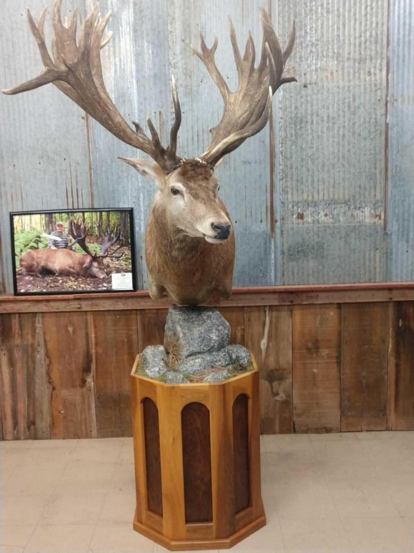 Outstanding Red Deer Pedestal Mount: Outstanding Red Deer Pedestal Mount 36.1 Harvested In Quebec in 2008 with official SCI Score of 621 made this the number 1 red deer at the time in the SCI record book ! Beautiful mount on habitat pede