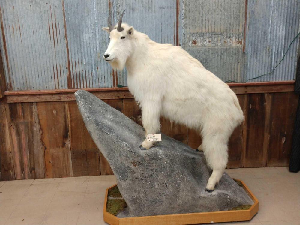 Full Body Mount Mountain Goat: Full Body Mount Mountain Goat 10.31 Snow White Hair great taxidermy/ artwork on a light weight roll around habitat base about 68" tall x 60" long Taxidermy