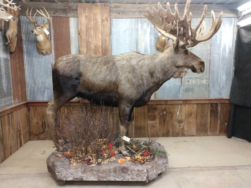 Awesome Full Body Mount Moose: Awesome Full Body Mount Moose 14.1 antlers are in velvet have been preserved made to look like he is shedding his velvet Mount on roll around Habitat base top caliber taxidermy The mount comes off the