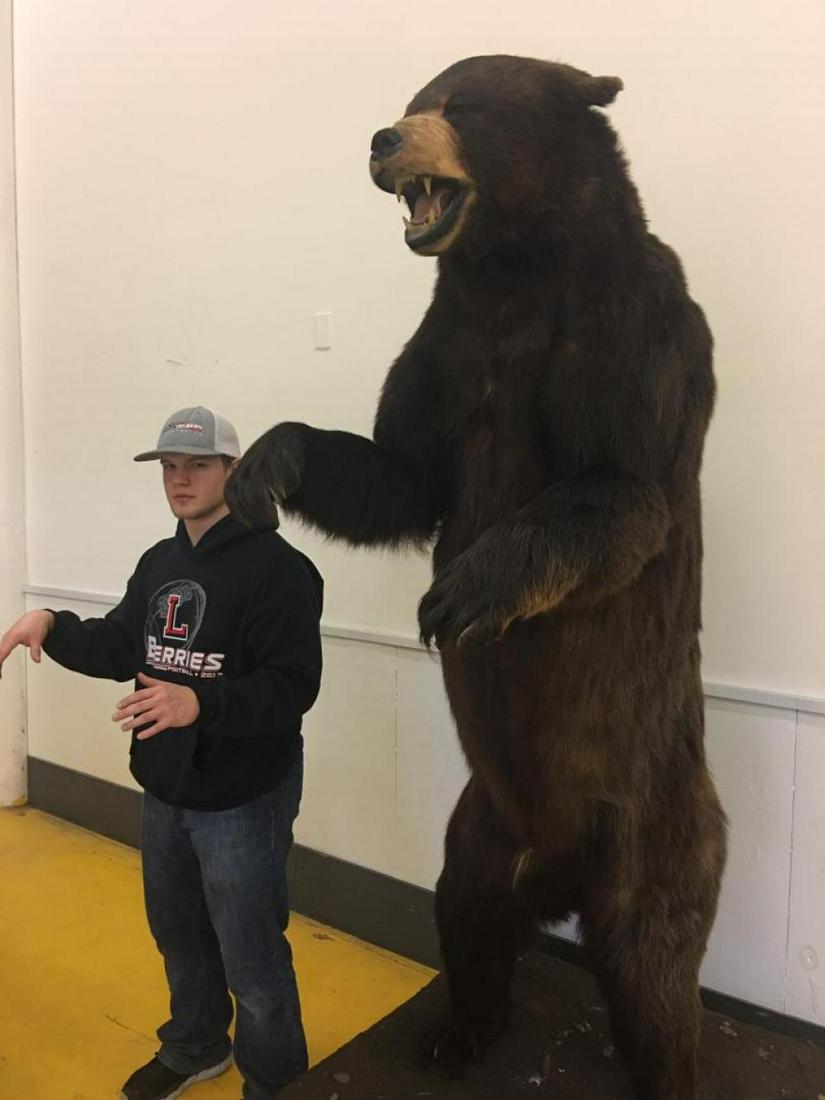 HUGE We Mean HUGE Full Body Mount Black Bear: HUGE We Mean HUGE Full Body Mount Black Bear 88.1 This black bear is truly a MONSTER with an overall height of 7 Feet 7 inches tall on an 8" roll around base . He is 66" around the belly & an impressi