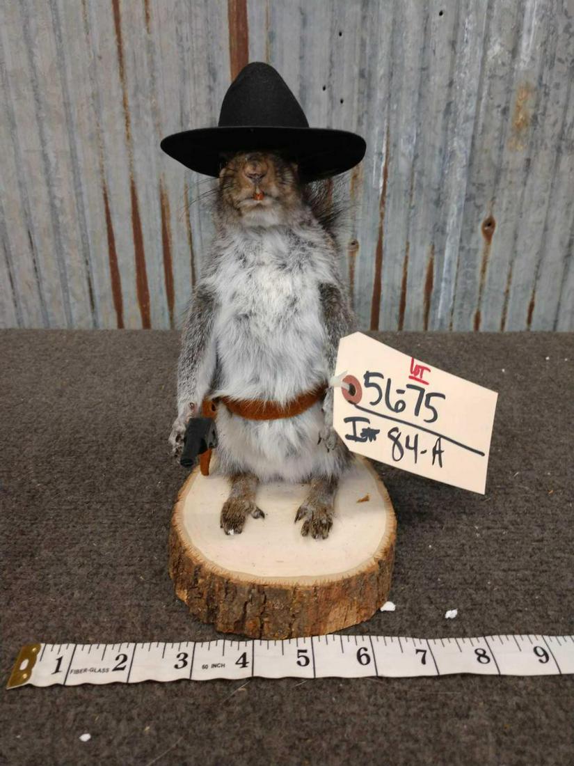 Full Body Mount Sheriff Squirrel: Full Body Mount Sheriff Squirrel 56.75 New mount Taxidermy