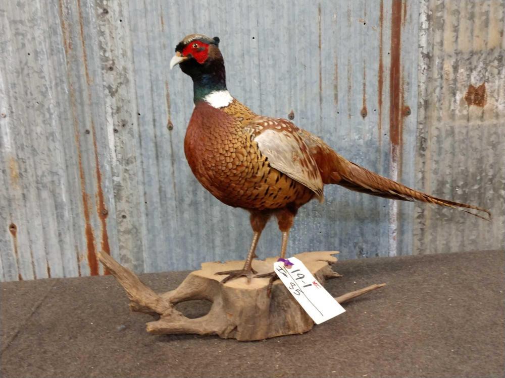 Full Body Mount Pheasant: Full Body Mount Pheasant 19.1 On driftwood base nice mount Taxidermy