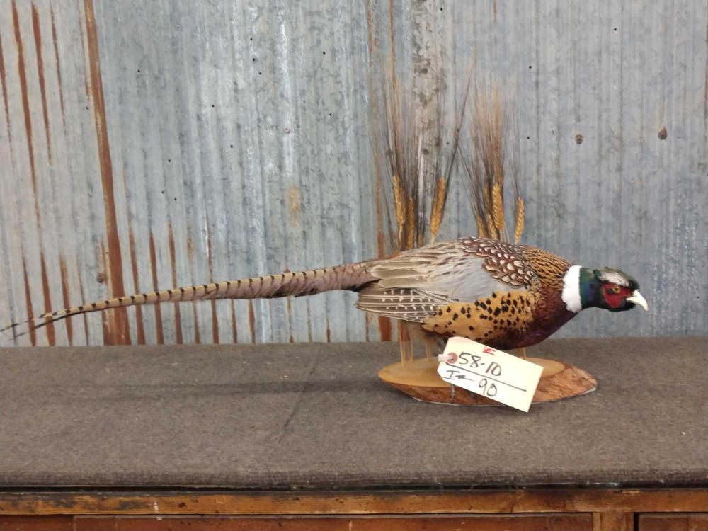 Full Body Mount Pheasant: Full Body Mount Pheasant 58.10 Taxidermy
