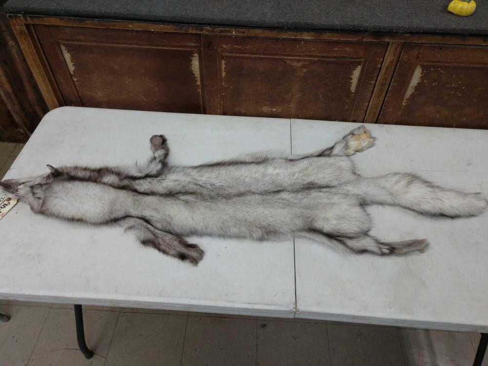 Blue Ranch Fox Fur: Blue Ranch Fox Fur 90.47 Soft Tanned thick prime fur big bushy tail 5' long Taxidermy