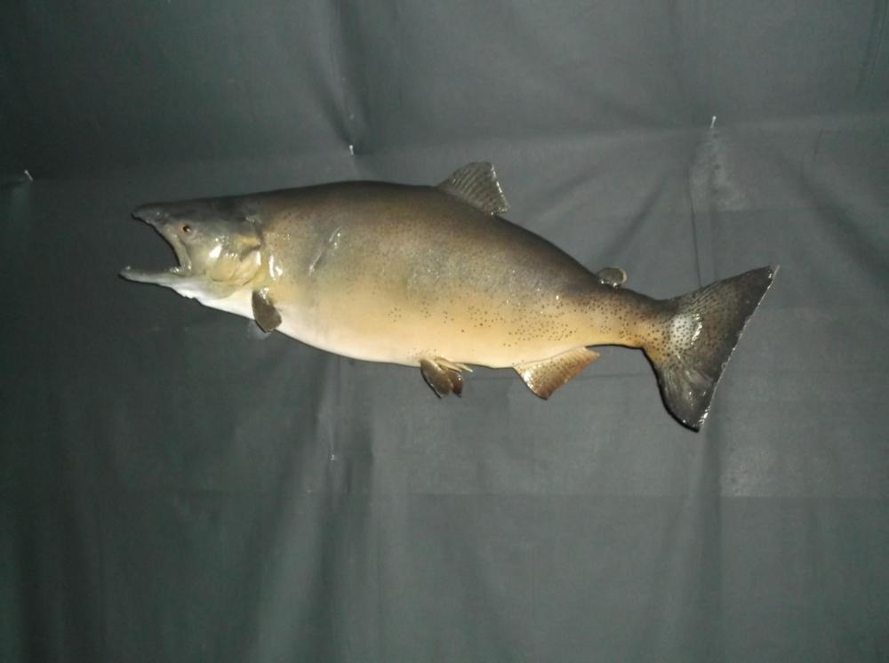 40" Brown Trout Real Skin taxidermy Mount: 40" Brown Trout Real Skin taxidermy Mount 19.69 Good girth