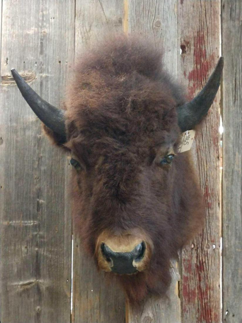 American Bison / Buffalo Shoulder Mount: American Bison / Buffalo Shoulder Mount 106.5 Nice clean taxidermy mount thick shaggy fur