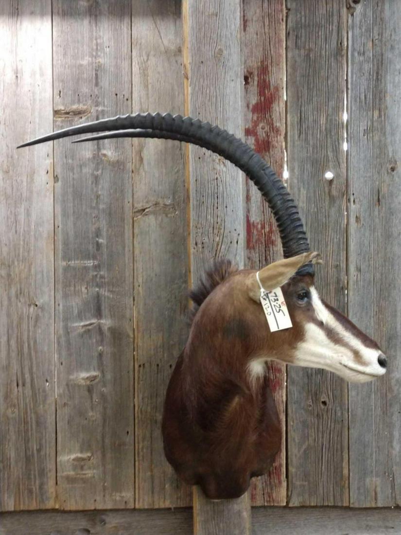 African Sable Shoulder Mount: African Sable Shoulder Mount 73.25 Great color & hair hard left turn pose right horn 42" left horn 41 1/2" Taxidermy