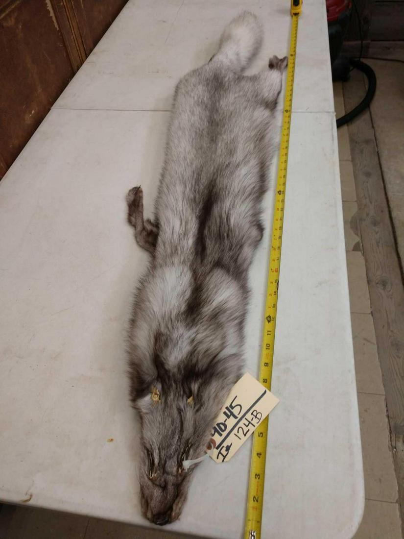 Nice Blue Ranch Fox Fur: Nice Blue Ranch Fox Fur 90.45 Soft Tanned thick prime fur big bushy tail about 56" long Taxidermy