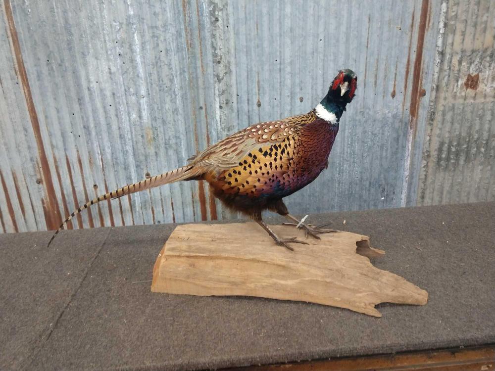 Full Body Mount Pheasant On Driftwood Base: Full Body Mount Pheasant On Driftwood Base 10.55 Taxidermy