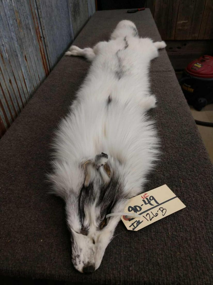 Beautiful Marble Ranch Fox Fur: Beautiful Marble Ranch Fox Fur 90.49 About 5' long THICK prime fur big bushy tail Taxidermy
