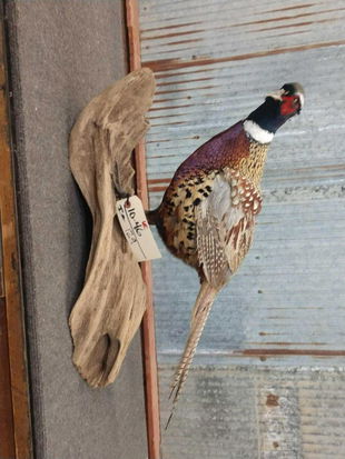 Taxidermy Ringneck Pheasant Mount On Log Base Nov 01 2019 Pace Hong Auctions In Mi