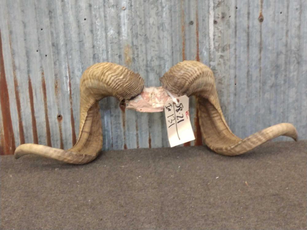 Full Curl Ram Horns Jun 06, 2020 Circle M Auctions in IA