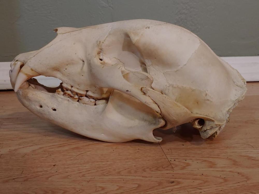 Black Bear skull: Black Bear skull 7.65 About 12" long