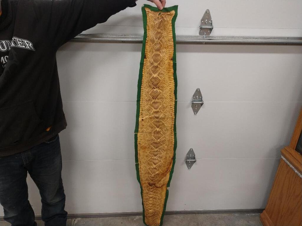 Big Texas Rattle Snake Skin: 107.61 On Felt Backing Taxidermy