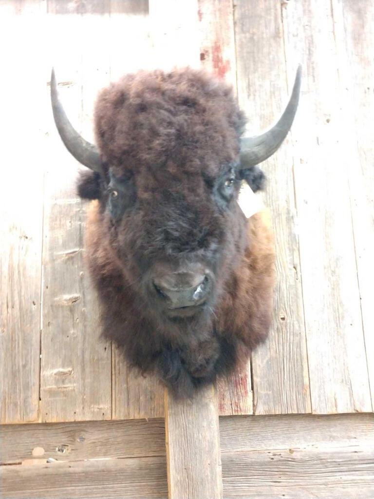 American Bison Buffalo Shoulder Mount: 123.6 Brand New Mount Thick shaggy fur about 48" tall x 42" out from the wall