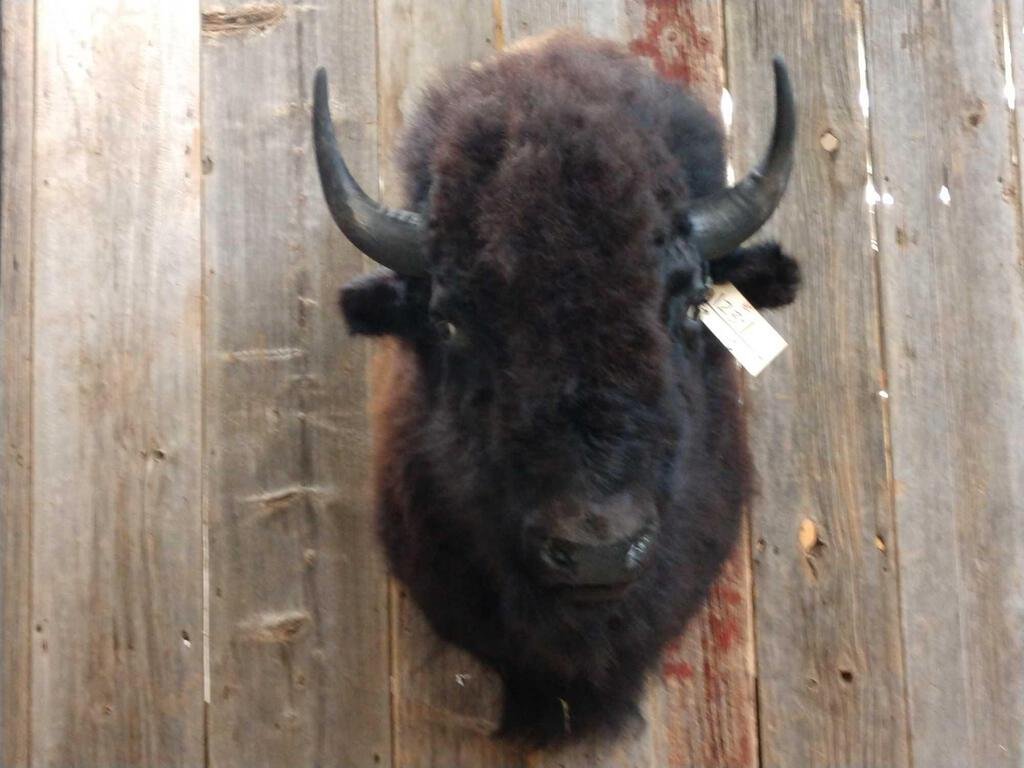 American Bison Buffalo Shoulder Mount: 123.1 Brand New Mount Thick shaggy hair about 38" tall x 33" out from the wall