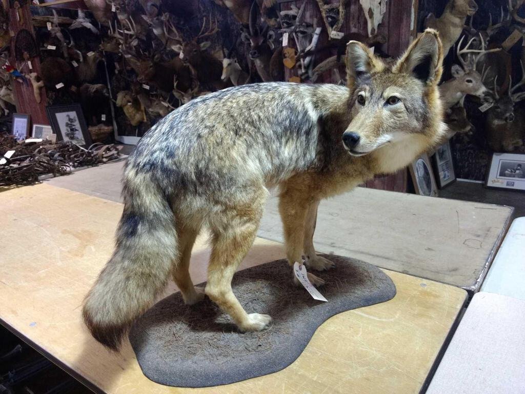 Full Body Coyote Taxidermy Mount: 142.1 Nice clean mount great face 25" tall x 32" long x 17" deep