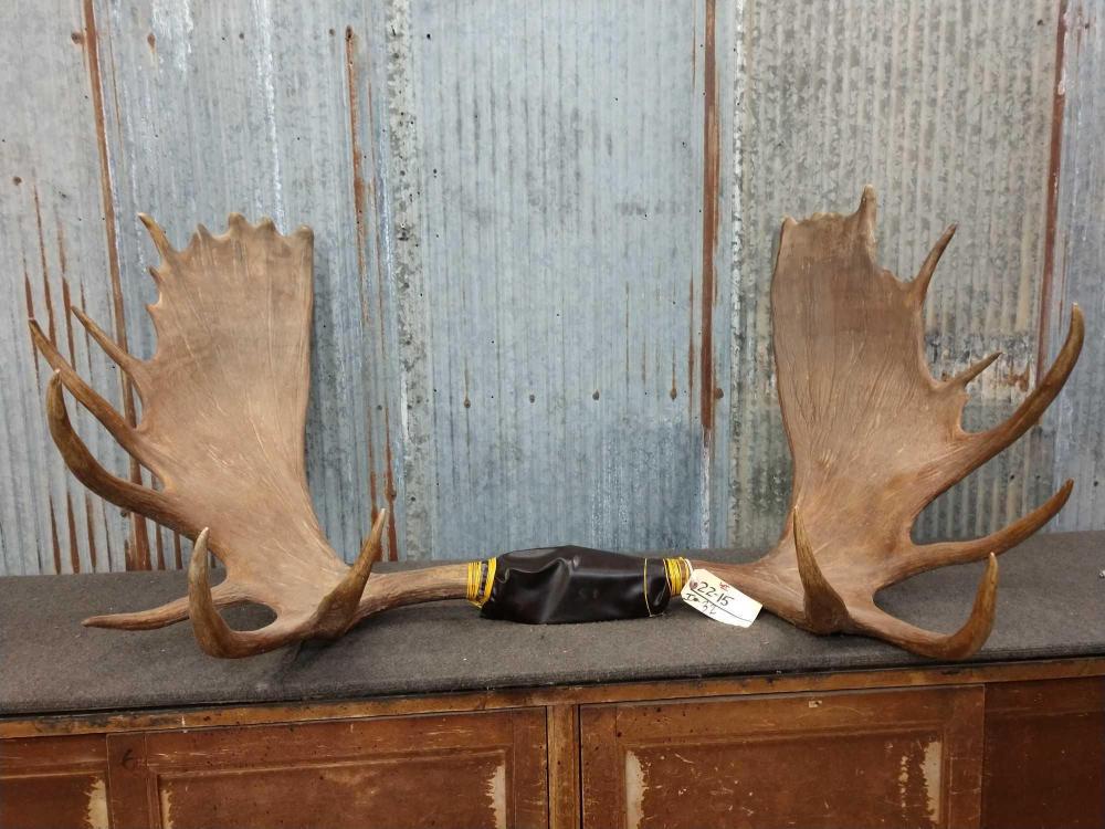 Big Moose Rack: 22.15 About 56" wide big palms & fronts Taxidermy Antlers