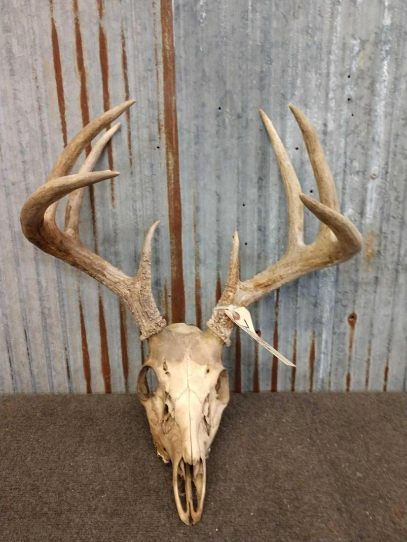 4x5 Whitetail Rack On Skull: 79.14 Taxidermy Antlers