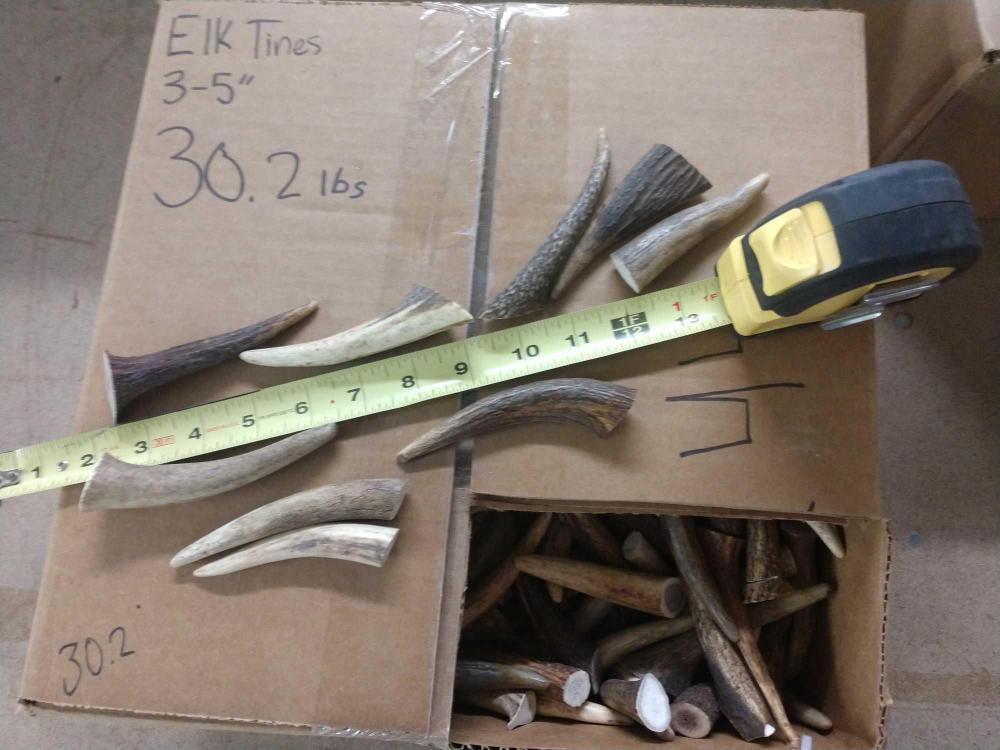 30.2 Pounds Of Elk Antler Tips: 120.12 Great for crafting