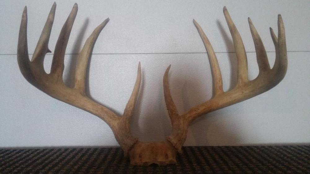 Heavy Wide 170 Class 6x5 Whitetail Rack On Skull Plate: 89.14 Tall Brows over 6" Taxidermy Antlers