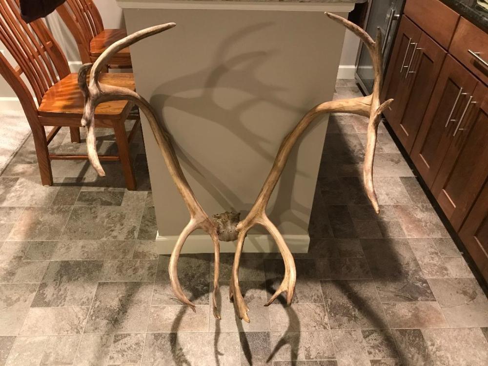 Caribou Rack On Skull Plate: 91.9 Taxidermy Antlers