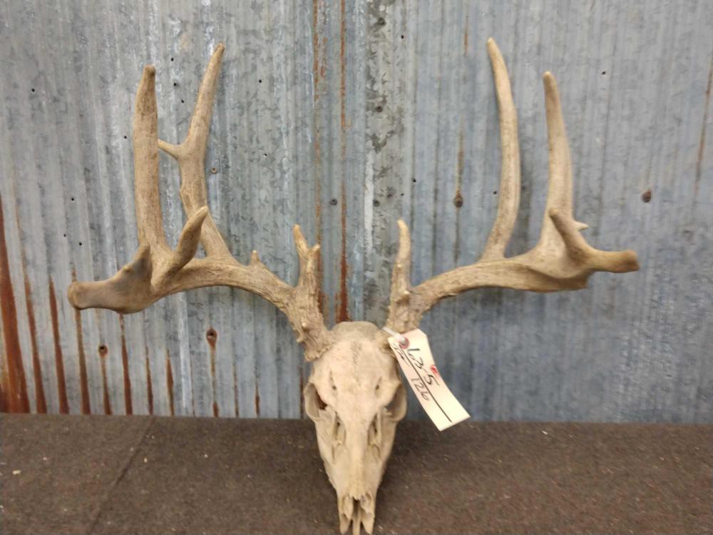 6x5 Whitetail Rack On Skull: 63.5 Good mass throughout Taxidermy Antlers