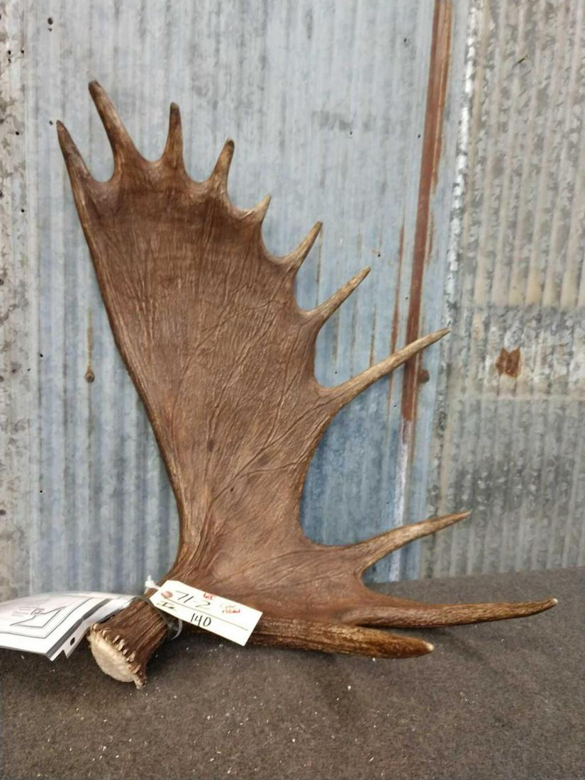 Shiras Moose Shed: 71.2 With score sheet color added Taxidermy Antlers