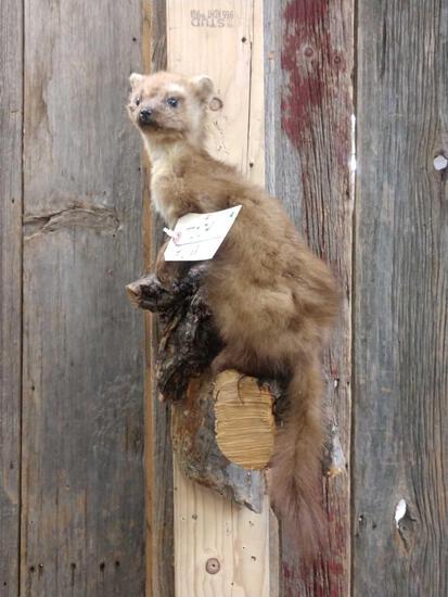 Pine Martin On A Limb Full Body Taxidermy Mount: 72.24 overall dimensions about 20" tall x 9" wide
