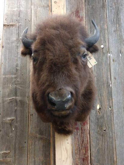Bison / Buffalo Shoulder Mount: 88.34 Solid mount thick shaggy fur overall dimensions about 38" tall x 21" wide x 36" out from the wall