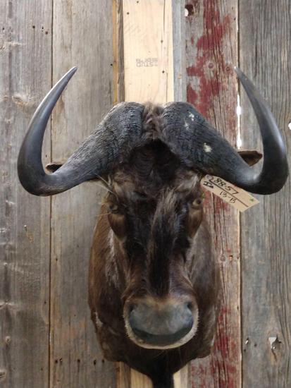 African Black Wildebeest Shoulder Mount Taxidermy: 88.57 nice clean mount overall dimensions about 28" tall x 18" wide x 31" out from the wall