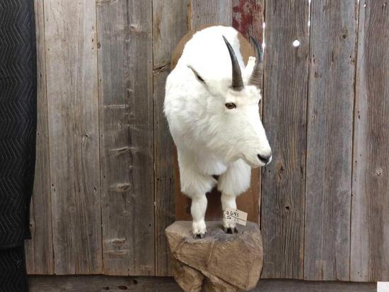 Mountain Goat Half Body Mount Taxidermy: 6.43 Nice mount with snow white fur overall dimensions about 52" tall x 20" wide x 31" out from the wall