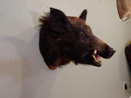Russian Wild Boar Hog Shoulder Mount Taxidermy: 8.40 This stocky pig has great guard hair color pattern 16" - wide 23" - tall 21" - out from the wall