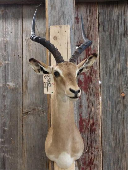 African Impala Shoulder Mount Taxidermy: 88.80 Overall dimensions about 39" tall x 16" wide x 23" out from the wall