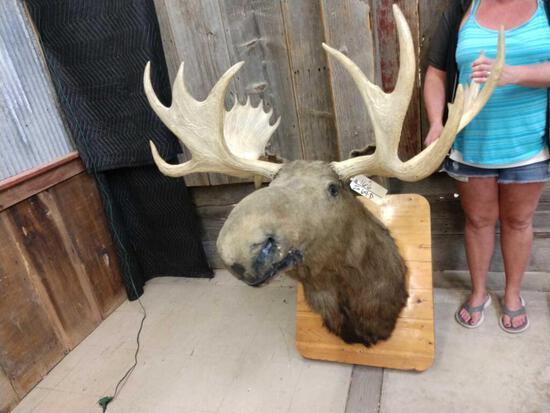 Moose Shoulder Mount: 16.6 Vintage Novice Mount good Antler with 7" droptine