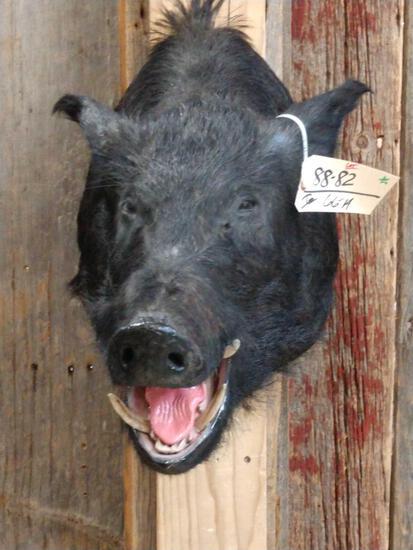 Wild Boar Hog Shoulder Mount Taxidermy: 88.82 Good mount overall dimensions about 20" tall x 13" wide x 22" out from the wall