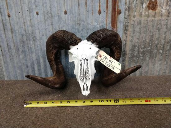 Cool Full Curl Ram Sheep Skull Taxidermy: 78.15 great look