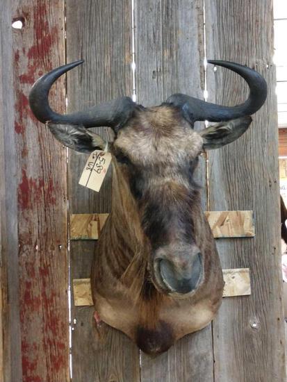 African Wildebeest Shoulder Mount Taxidermy: 5.89 Solid mount overall dimensions about 36" tall x 25" wide x 27" out from the wall