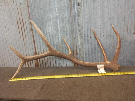 Nice 6 Point Elk Shed Antler: 1.18 Great color no chews