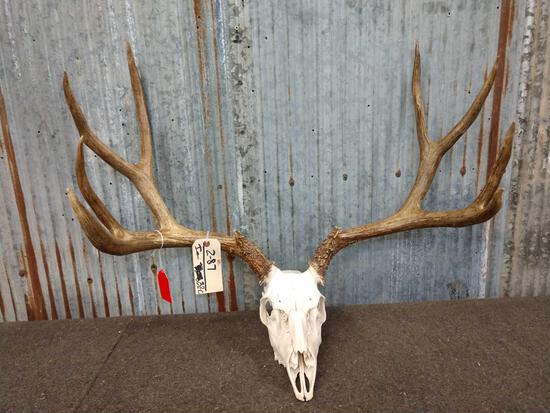 181" Mule Deer Shed Antlers On Skull: 2.87 Beautiful sheds mounted on real Mule Deer skull great color