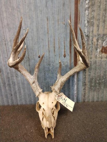 Main Frame 4 x 4 Whitetail Antlers On Skull: 81.24