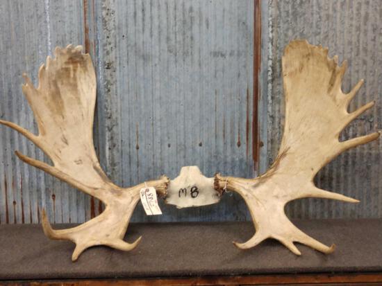 48" Moose Antlers On Skull Plate: 88.62 Repaired