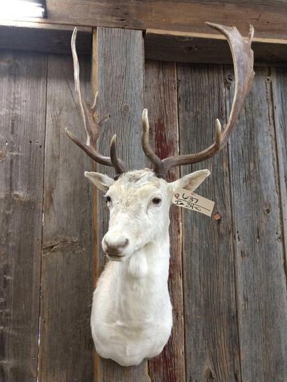 White Fallow Deer Taxidermy Shoulder Mount: 6.37 Nice mount with good palmation overall dimensions about 45" tall x 23" wide x 21" out from the wall