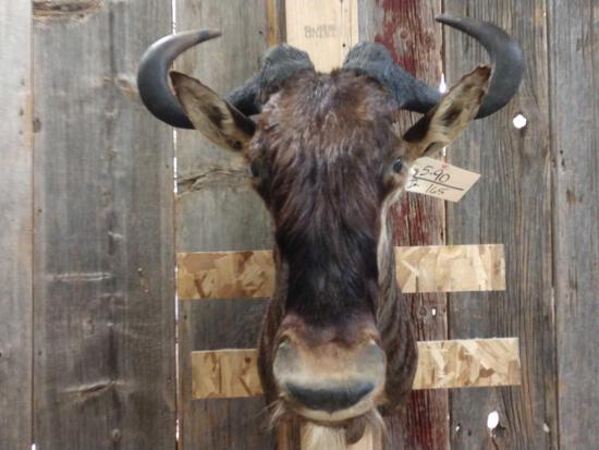 African Wildebeest Shoulder Mount: 5.90 Solid mount overall dimensions about 27" tall x 23" wide x 28" out from the wall