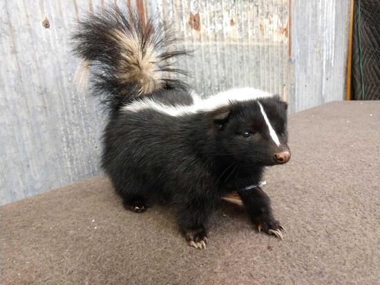 Free Standing Skunk Full Body Taxidermy Mount: 46.68 Brand New Mount