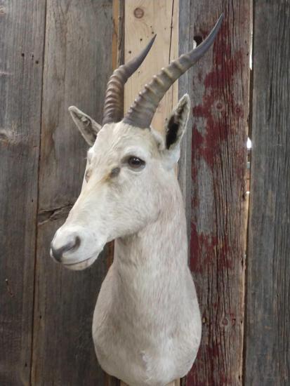African Blesbok Shoulder Mount: 20.17 cool roan color nice clean mount overall dimensions about 34" tall x 12" wide x 14" out from the wall