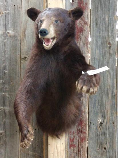Black Bear Half Body Taxidermy: 44.66 Cool color phase nice mount about 37" tall x 22" wide x 31" out from the wall